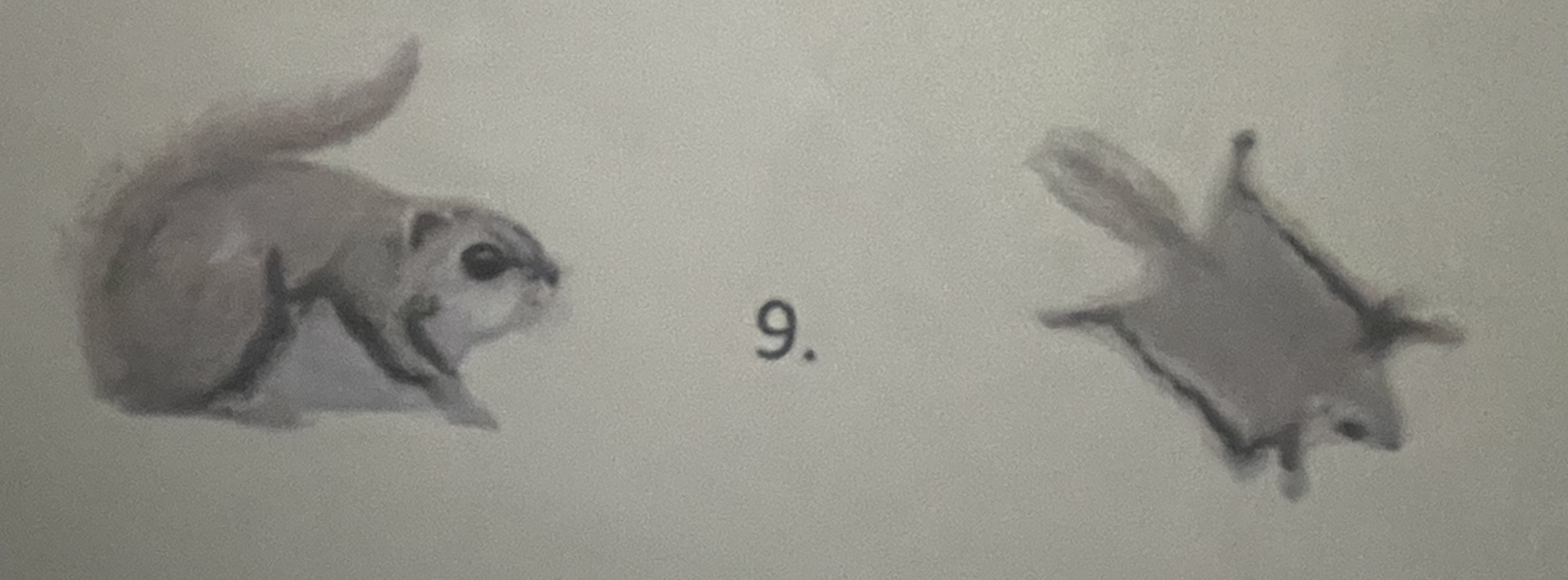 <p>mikä eläin</p>