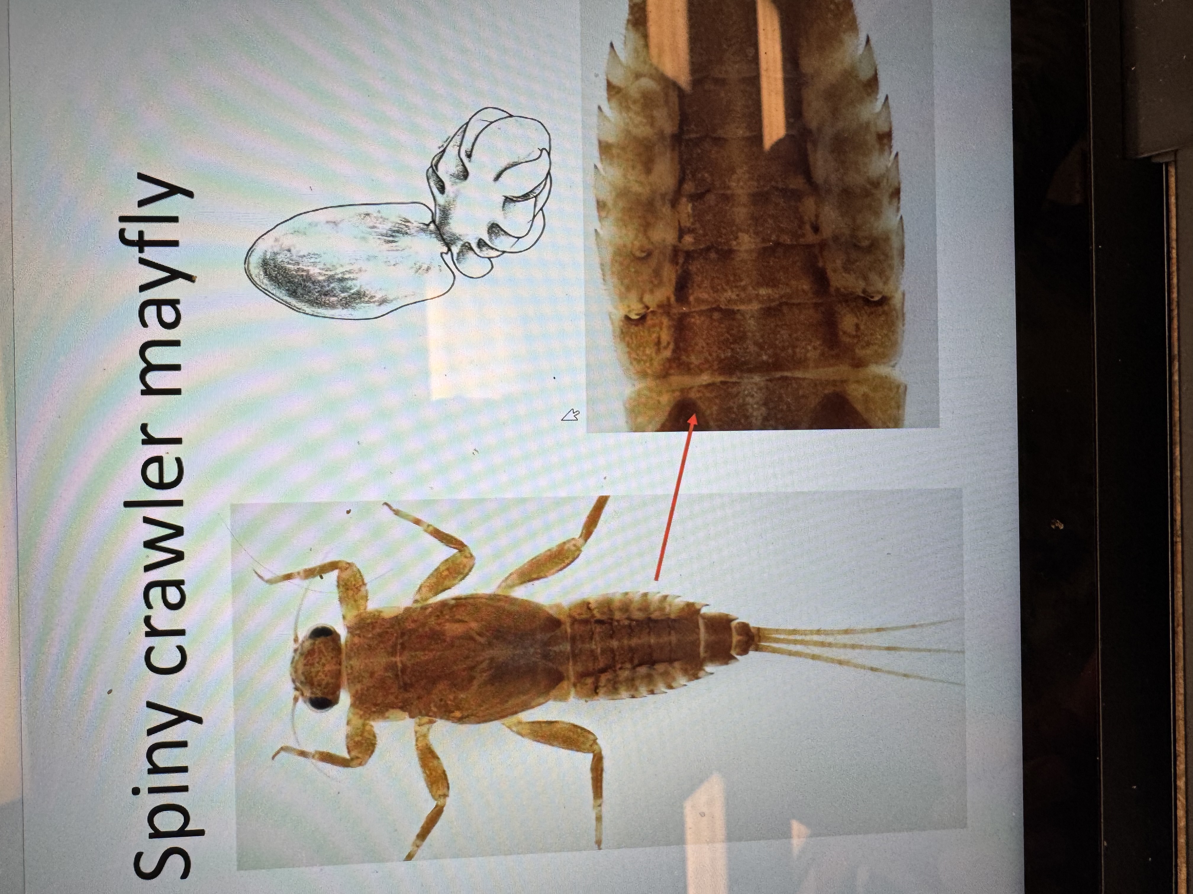 term image