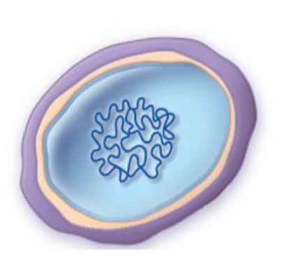 <p>structure of spheroplasts</p>