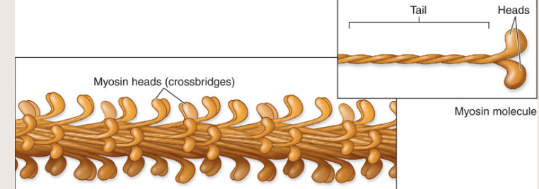 <p>Describe thick myofilament</p>