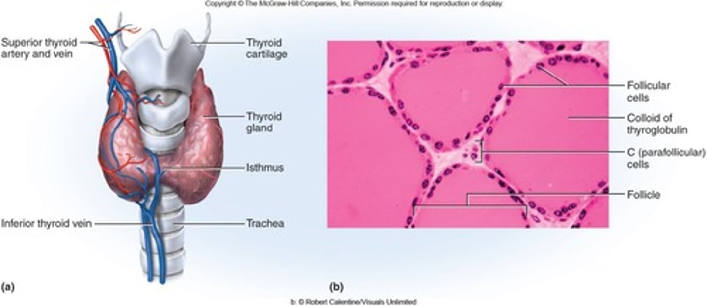 <p>Produces thyroid hormone (T3 and T4) and calcitonin.</p>