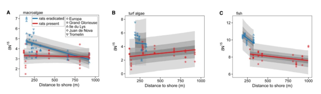<p>For islands where rats were eradicated (blue), nutrient levels are highest near the shore and decrease with distance. This is expected with a stable input of seabird-derived nutrients as nutrients are highest closest to where seabird colonies are. </p><p></p><p>For islands where rats are present (red), nutrient levels do not have any significant correlation with distance. This is expected for islands where seabird-derived nutrients are mostly absent. </p>