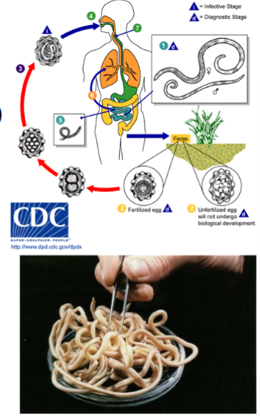 <p>roundworms - pseudocoelom, organ level organization, no circulatory system, bilateral symmetry, unsegmented</p>