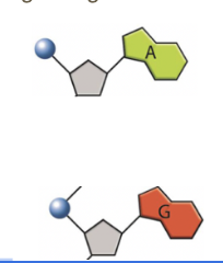 <ul><li><p><strong>Adenine (A)</strong>&nbsp;and&nbsp;<strong>Guanine (G)</strong>&nbsp;are&nbsp;<strong>purines</strong>.</p></li><li><p>They have a&nbsp;<strong>double-ring</strong>&nbsp;structure.</p></li></ul><p></p>