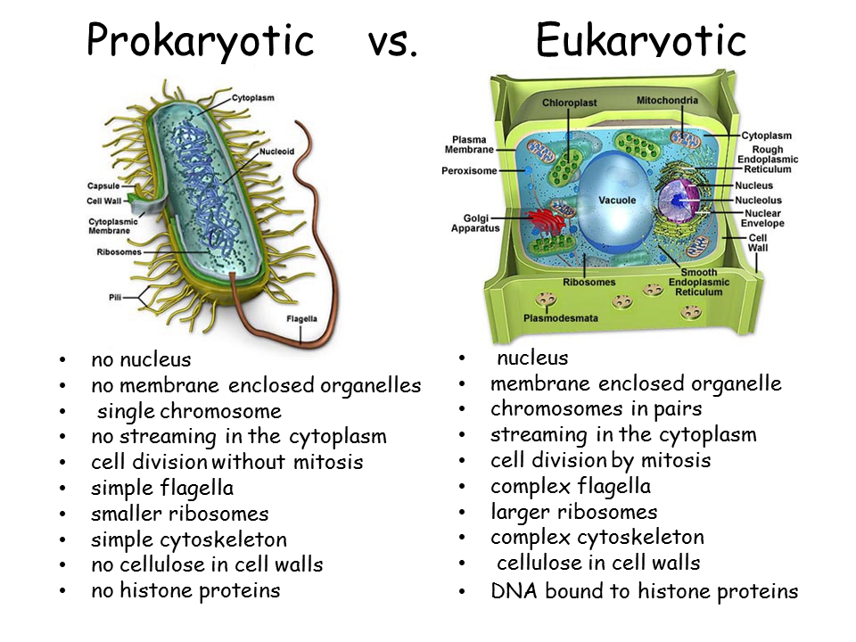 <p><strong>bacterium </strong><em>(pictured left)</em></p>