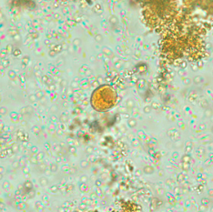 <p>Professor: Dr. Glena Fe A. Yapchulay-Alcabasa</p>