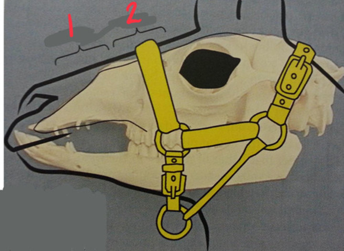 <p>Camelids have a very short nasal bone and around their nostrils is basically entirely soft tissue. Where is the best placement for the halter?</p>