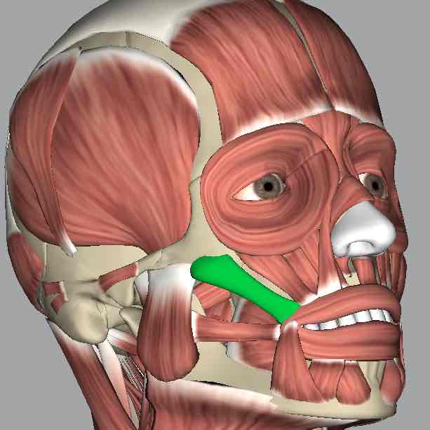 <p>Muscle that elevates the corner of the mouth.</p>