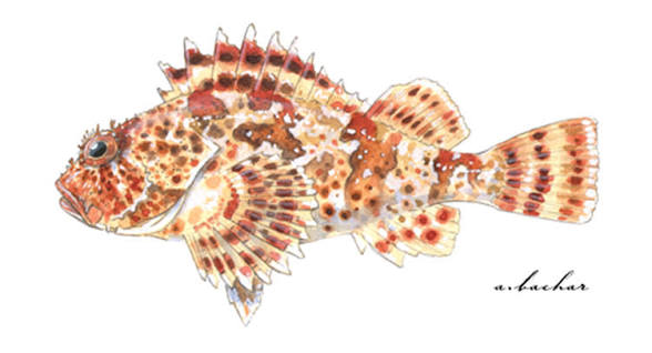 <p>What type of body does the fish have? </p>