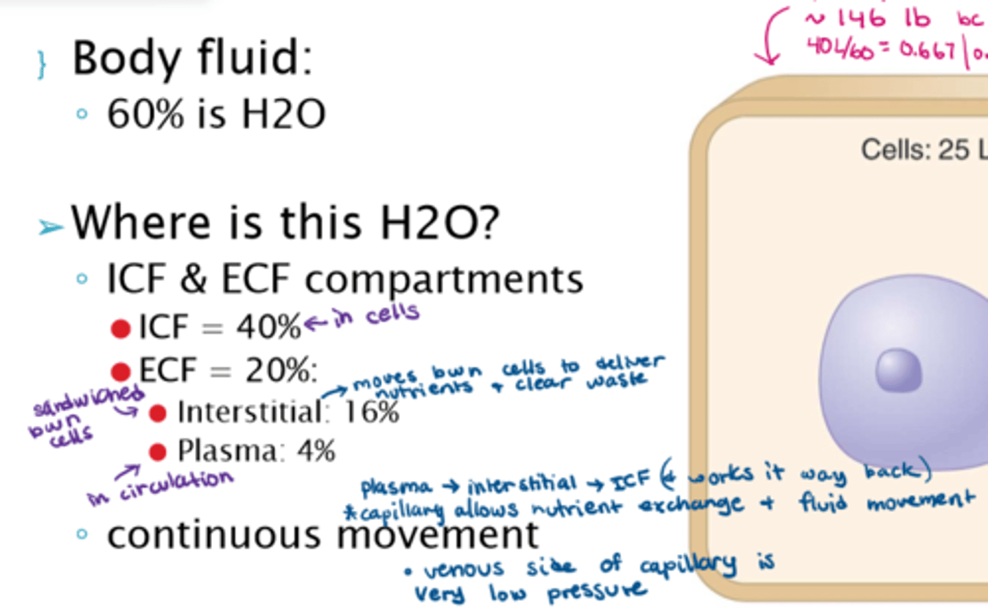 <p>- Interstitial fluid: 16% (12L)</p><p>- Plasma: 4% (3L)</p>