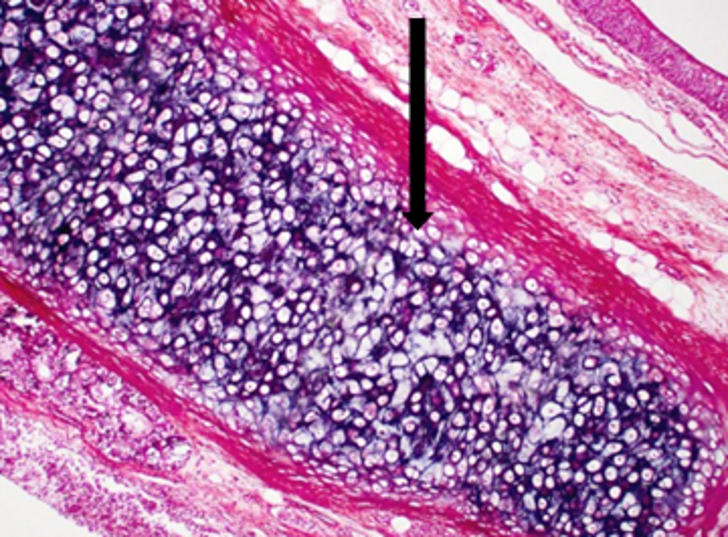 <p>name the tissue</p>