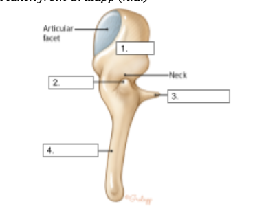 Lateral Process