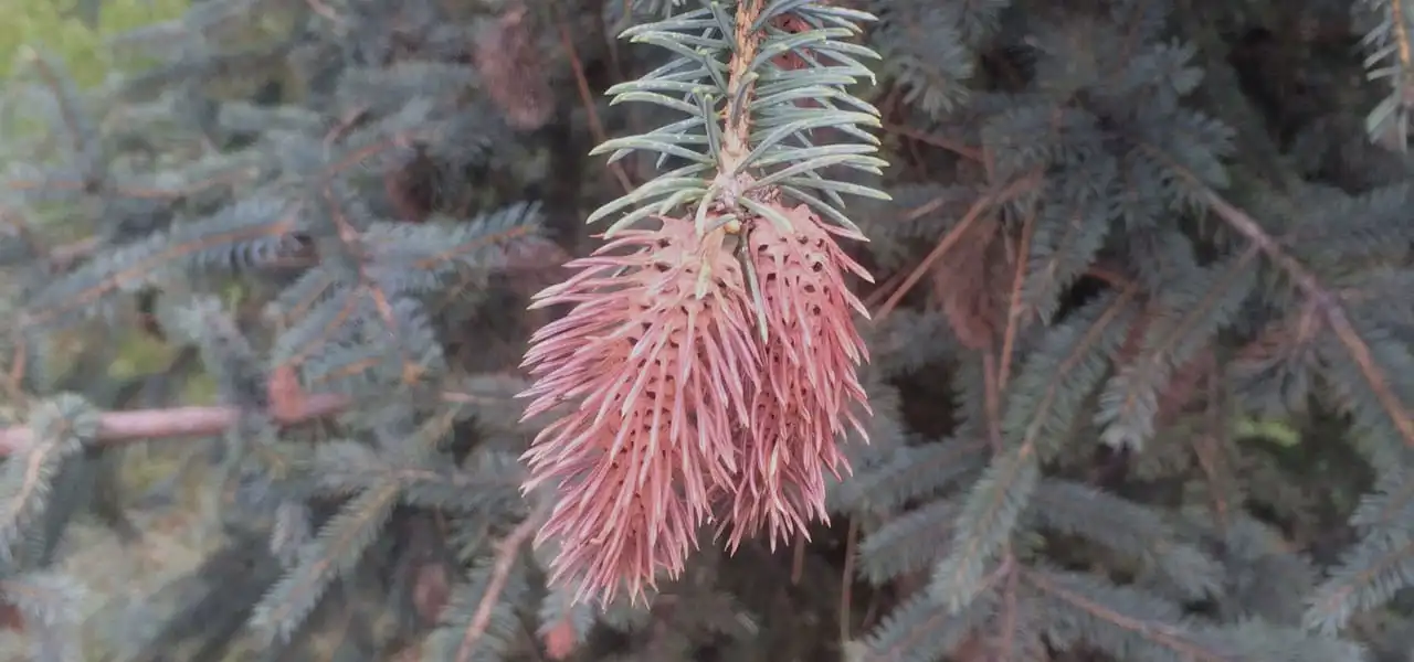 <p>Colorado spruce </p>