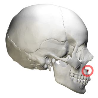 <p>Maxillary bone</p>