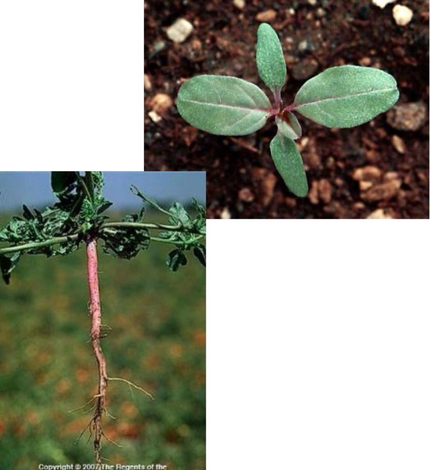 <p><span>redroot pigweed</span></p><p><span><strong><u>● Annual, taproot</u></strong></span></p><p><span><br></span><span><strong><u>● Monoecious</u></strong></span></p><p><span><br></span><span>● Leaves delta to lance-shaped; leaf margin: entire </span><span><br></span><span><strong><u>● Fine hairs on stem</u></strong></span></p><p><span><br></span><span><strong><u>● Prominent veins often reddish</u></strong></span></p><p><span><br></span><span>● Upper portion of root are red to pink</span></p><p><span><br></span><span>● Average height 3 ft, max. height 10 ft</span><span><br></span></p>