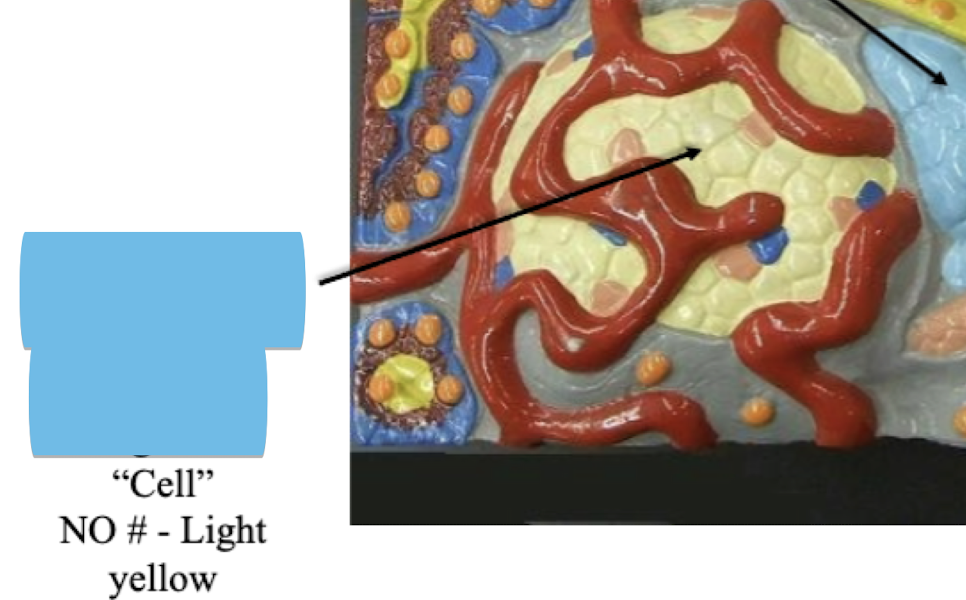 <p>Label cell </p>