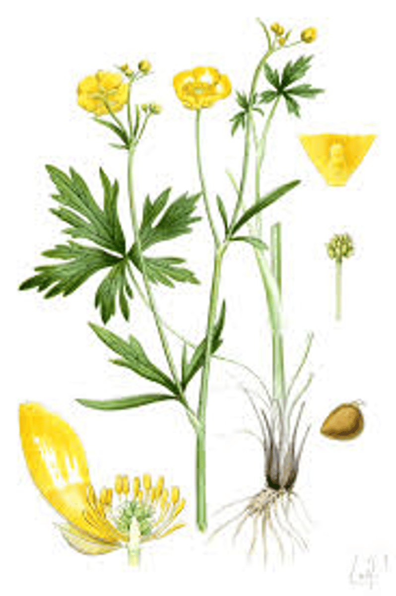<p>Scherpe boterbloem</p>