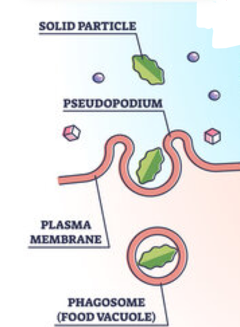 <p>Which type of active transport is being shown?</p>