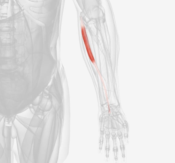 <p>what muscle is this?</p>