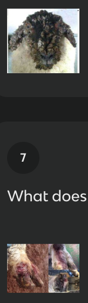 <p>lumpy wool in sheep and strawberry footrot in cattle </p>