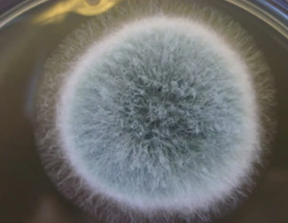 <p>What is shown?</p>