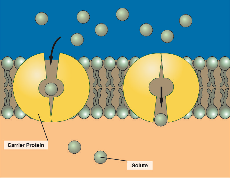 <p>how do large polar molecules that are not ions pass through the bilayer ?</p>