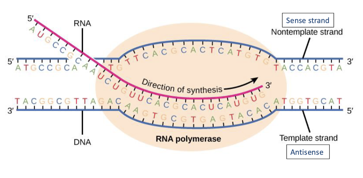 <ul><li><p>synthesis of complementary strands of RNA from DNA template</p></li><li><p>DNA cannot be read directly by the protein-making machinery. Thus, intermediary is needed - mRNA</p></li><li><p>RNA polymerase uses DNA as a template and copies/transcribes the information into mRNA</p></li><li><p>transcription only reads individual genes, not the entire genome</p></li><li><p>RNA polymerase uses one of the DNA strands (the template/antisense strand) as a template to make a complementary RNA molecule in a <u>5’ to 3</u>’ direction</p></li></ul><p></p>