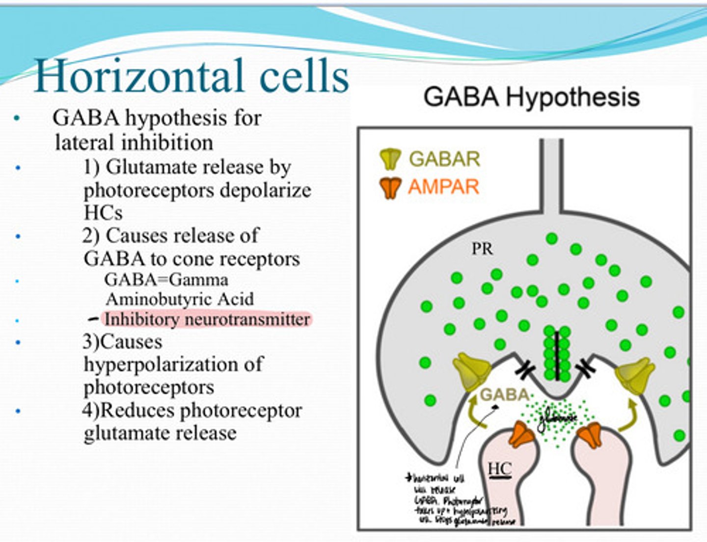 <p>What is the Mechanism of GABA use for Lateral Inhibition of Bipolar cells?</p>