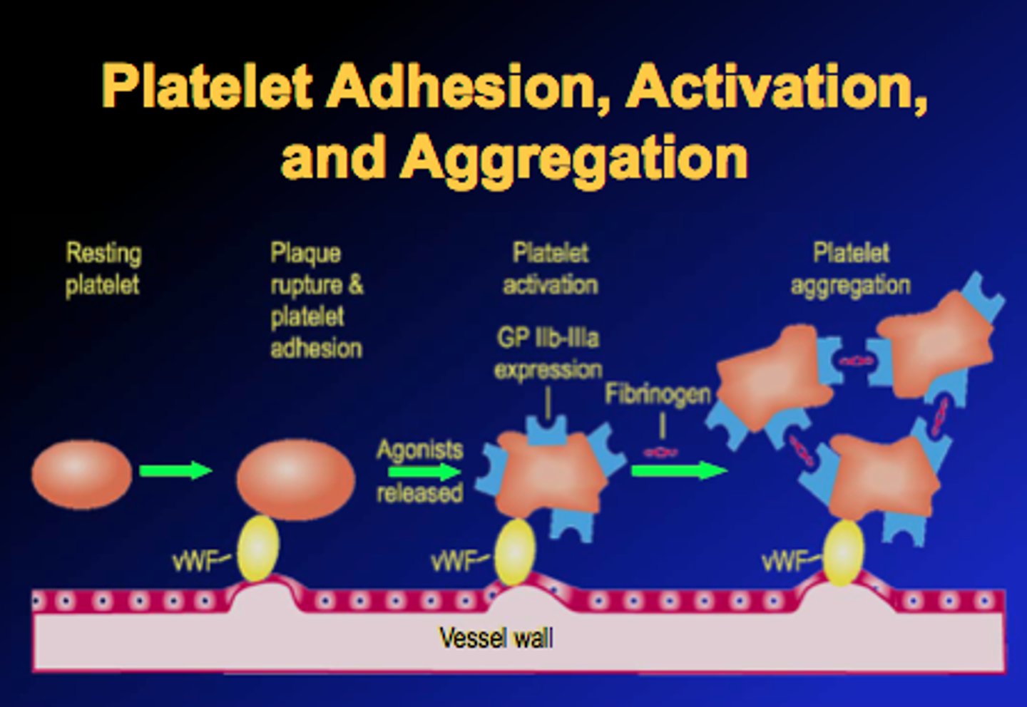 <p>property of platelets to adhere to an injured surface and then attract other platelets, which clump together or aggregate at the area, plugging up an injury to the vascular system</p>