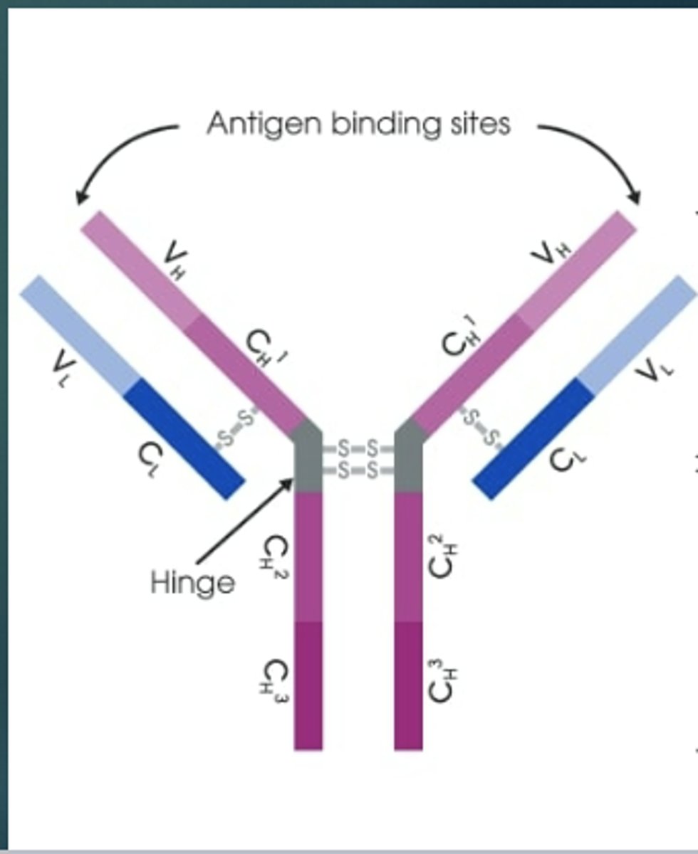 <p>It is the portion that varies between antibody classes (isotypes)</p><p>e.g. IgM, IgG, IgA, IgE, and IgD</p>