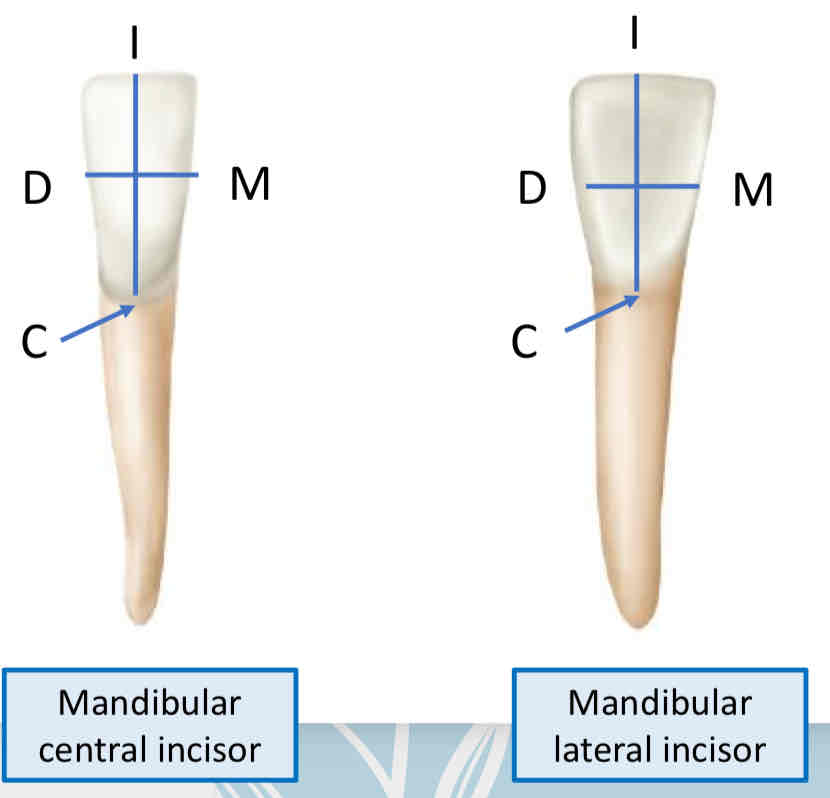 <p>fill in the blank: the mandibular incisors (both central and lateral) have incisocervical dimension ____ than mesiodistal dimension. </p>