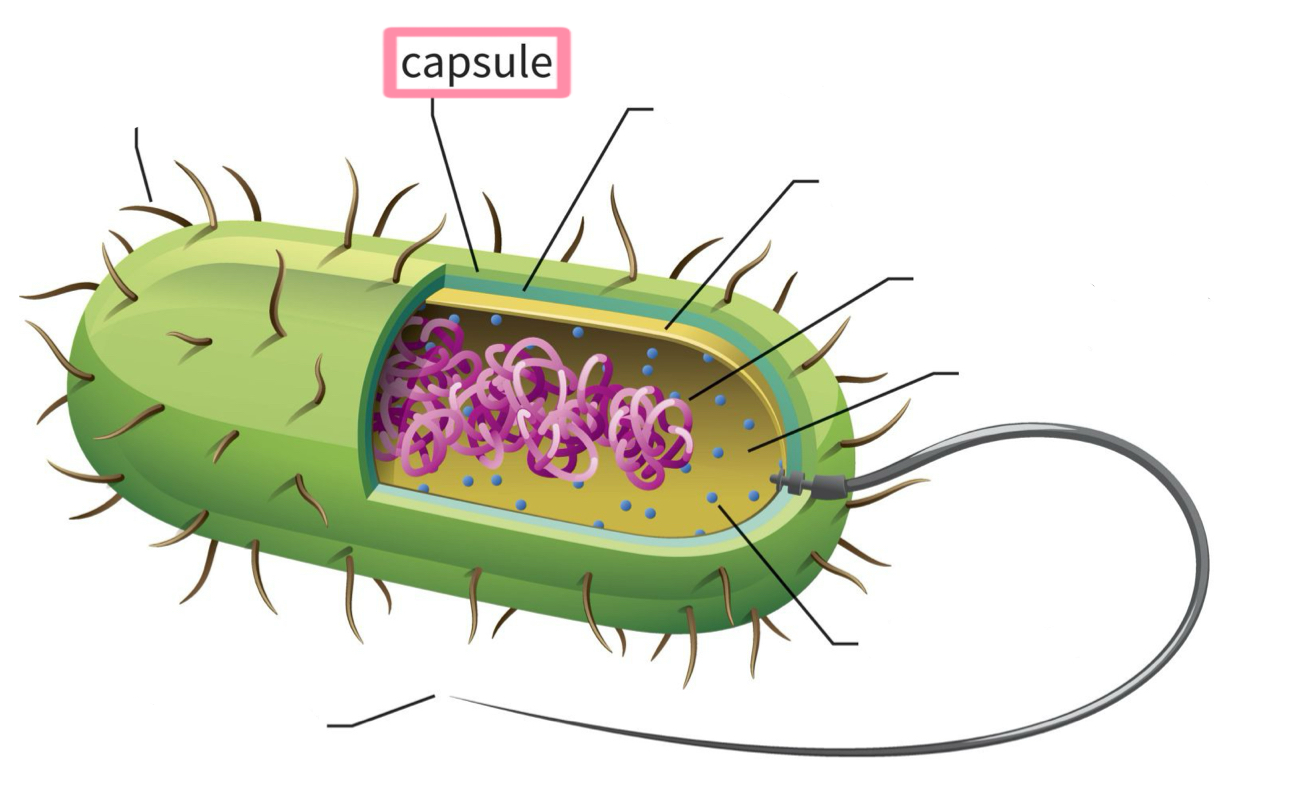 <p>Capsule</p>