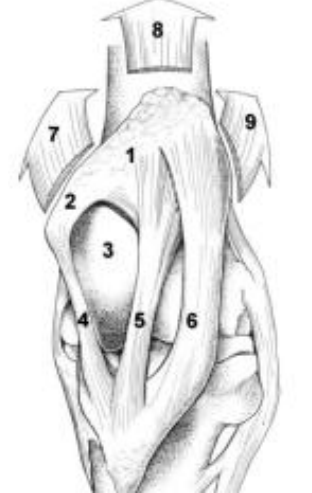 <p>→ Grâce aux <strong>3 ligaments patellaires</strong> (médial, intermédiaire, latéral)</p><ul><li><p>En <u>extension</u> : <strong>ligament patellaire médial</strong> se <strong>croche sur la crête médiale de la trochlée fémorale</strong></p><ul><li><p>→ <strong>verrouillage du grasset</strong> (station debout sans effort m.) </p></li></ul></li><li><p>En <u>flexion</u> : le quadriceps + releveur de la rotule <strong>décrochent</strong> la rotule → genou libre</p></li></ul><p></p>