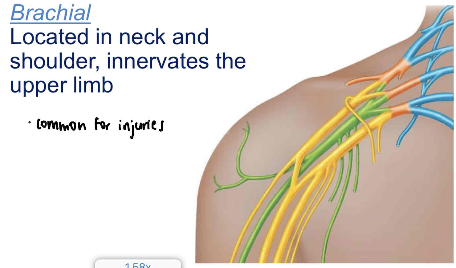 <p>Located in neck and shoulder, innervates the upper limb</p>