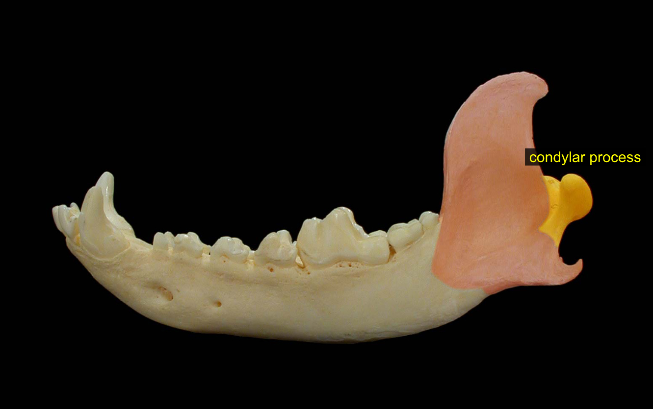 <p>socket part of hinge, articulates w/ temporal bone to create upper + lower jaw</p>