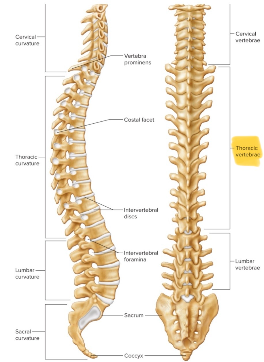 <p>There are 12 thoracic vertebrae in chest region. Larger than cervical vertebrae, articulate with ribs, long &amp; pointed spinous process.</p>