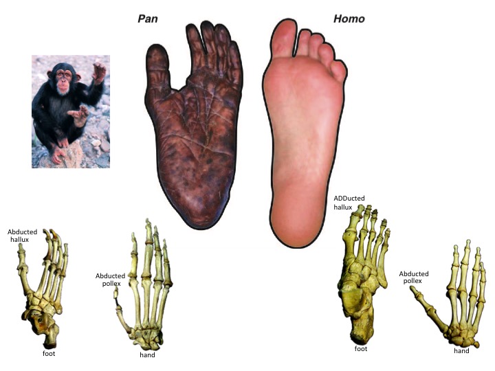 <p>non-bipedal primate</p>