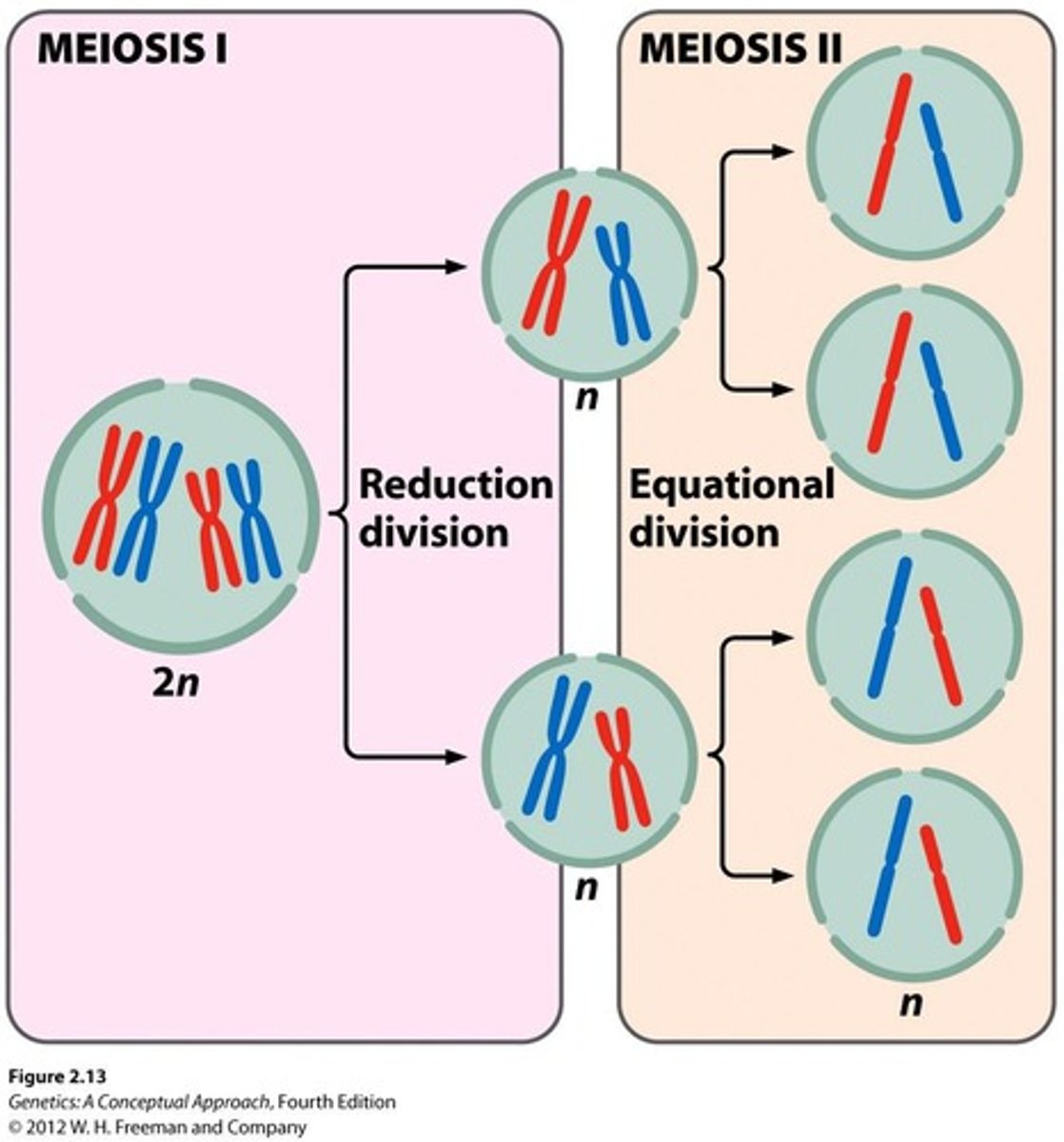 <p>Chromosomes condense, homologous chromosomes synapse, crossing over occurs, and the nuclear envelope breaks down.</p>