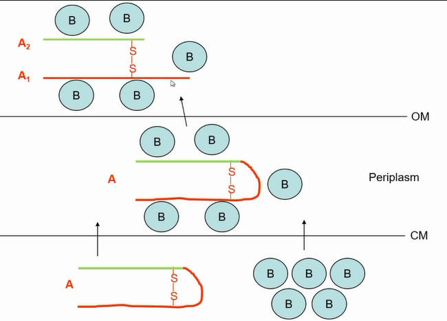 <p>assembly of the cholera toxin</p>