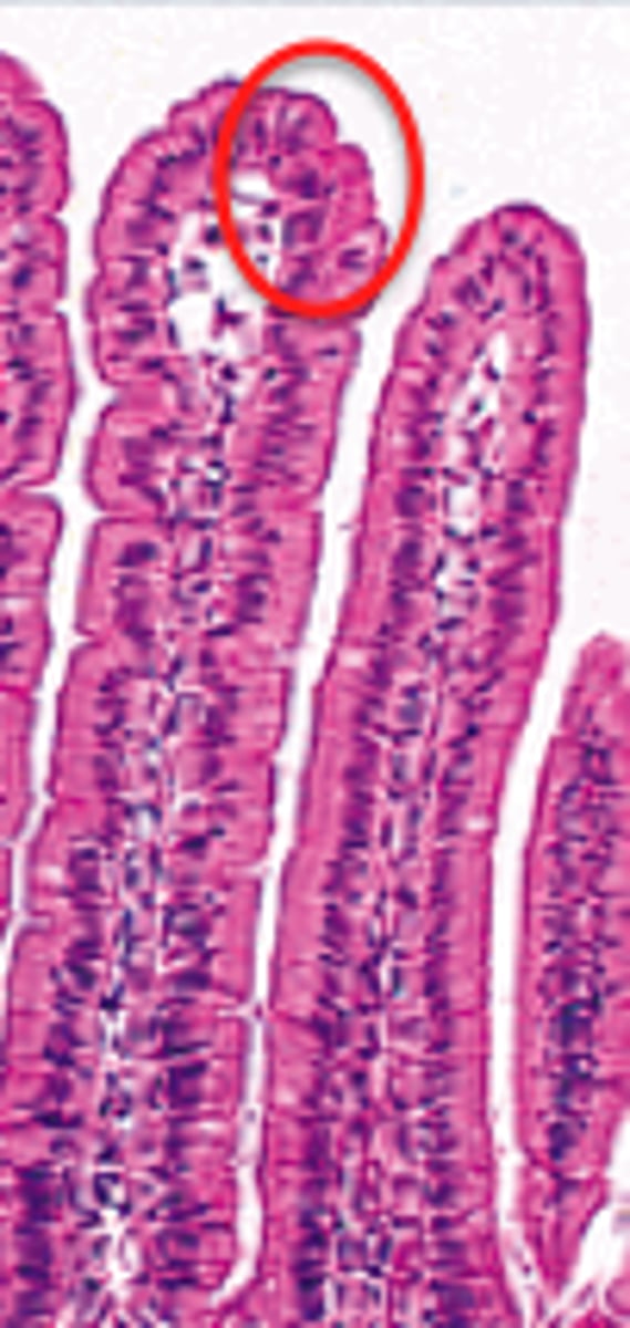 knowt flashcard image