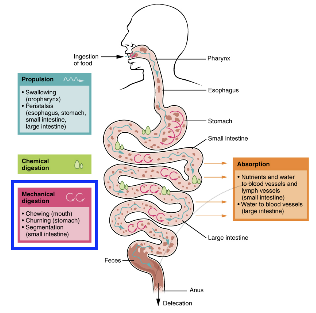 <ul><li><p>Chewing</p></li><li><p>Churning of stomach</p></li><li><p>segmentation of small intestine</p><ul><li><p>Localised contraction of the circular folding in the small intestine</p></li><li><p>Stops propelling chyme through the small intestine, rather they squash and break up the chyme, slowing it down to increase the time allotted to digestion via enzymes, increasing absorption.</p></li></ul></li></ul><p></p><p>All processes increases access of enzymes to extract nutrients from food/bolus/chyme/stool</p><p></p>