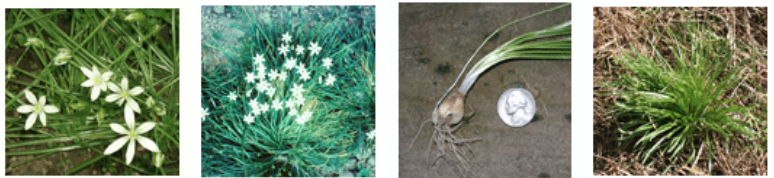 <p>digestive disturbance cardiotoxicity</p>