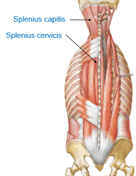 <p>nuchal ligament, C7 – T3 spinous process</p>