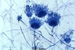 <p>Microscopy</p>