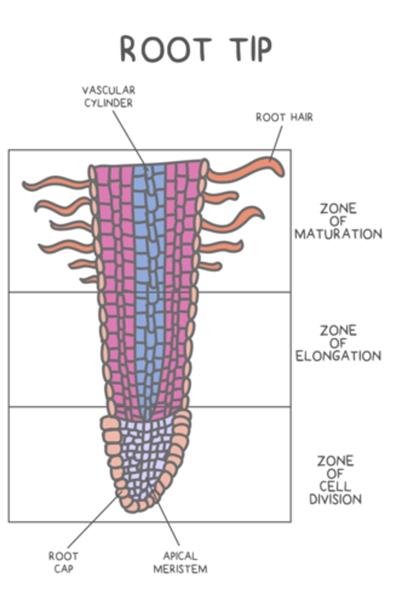<p>root caps</p>
