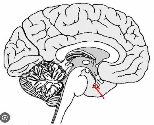 <p>What is the part in the diagram called?</p>