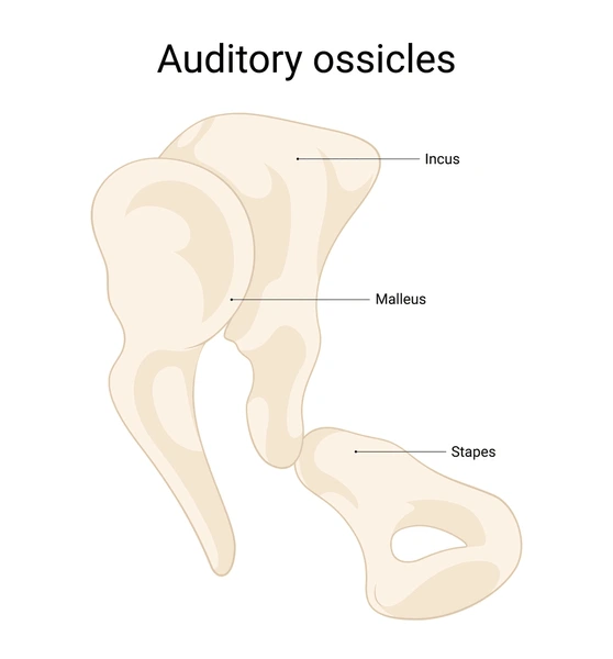 <p>Where are the auditory ossicles found?</p>