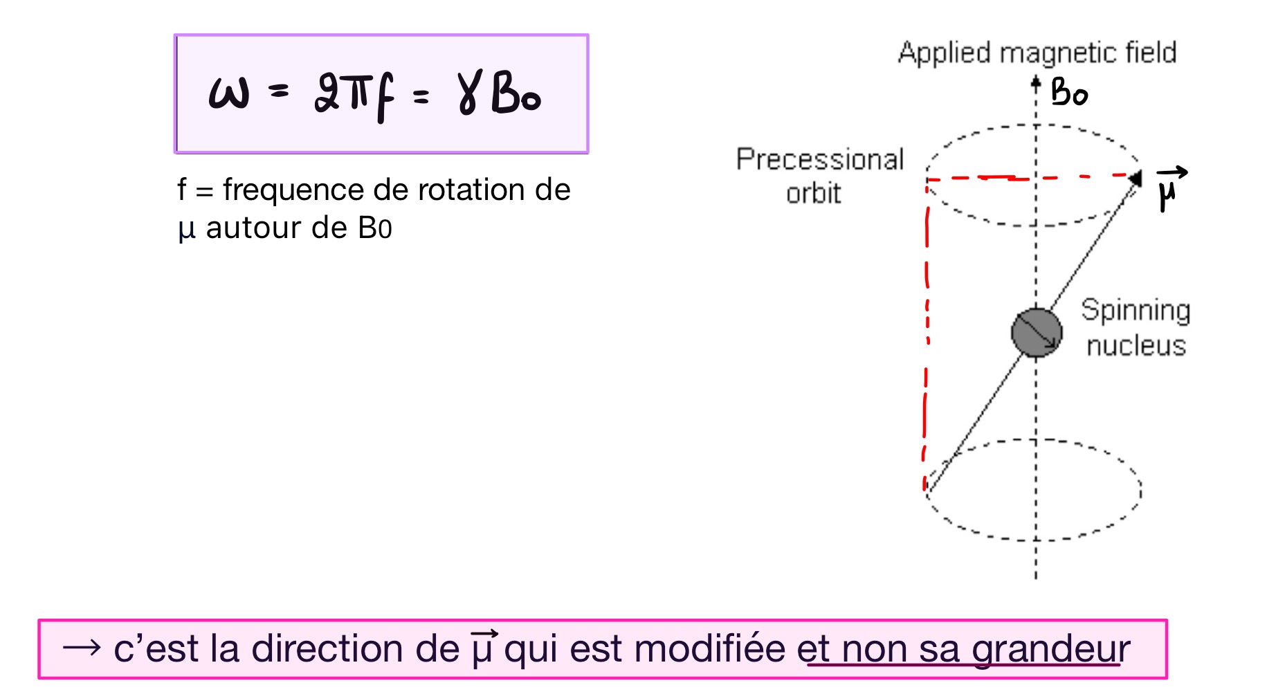 <p>Un proton possède un moment magnétique spin. Lorsqu’il sera placé dans un champ magnétique statique B0, une interaction se fera entre le moment magnétique et le champ. Cette interaction génère un moment de force qui entrainera une précession du moment magnétique du proton autour de l’axe du champ magnétique B0.</p><p>→ <strong>Rotation à vitesse angulaire constante de µ selon un cône dont l’axe est orienté suivant B0.</strong></p>