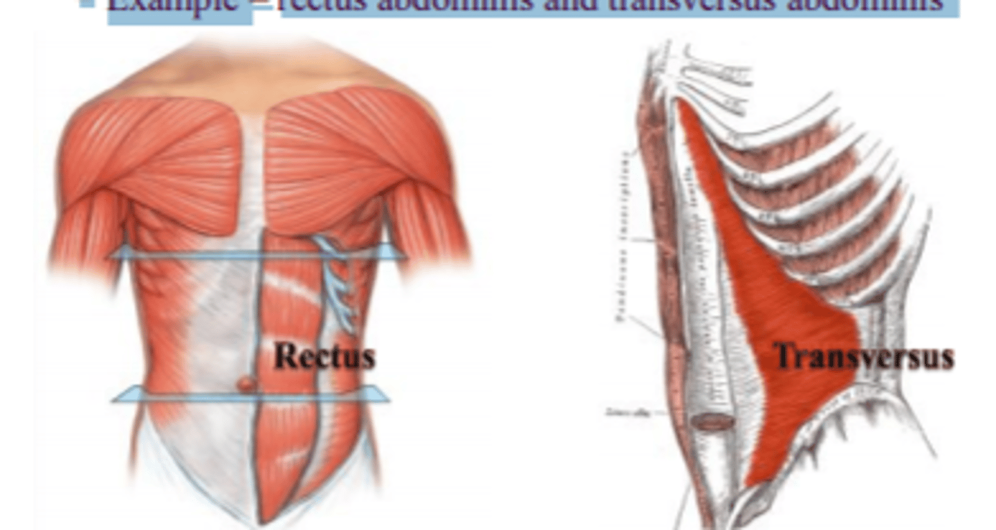<p>Example: rectus (fibers run straight), transversus (fibers run at right angles), oblique (fibers run at angles)</p>