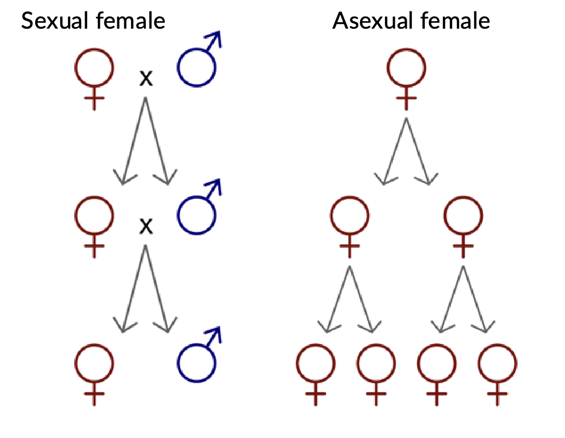 <p>Cost of sexual reproduction</p>